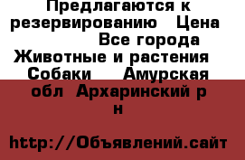 Предлагаются к резервированию › Цена ­ 16 000 - Все города Животные и растения » Собаки   . Амурская обл.,Архаринский р-н